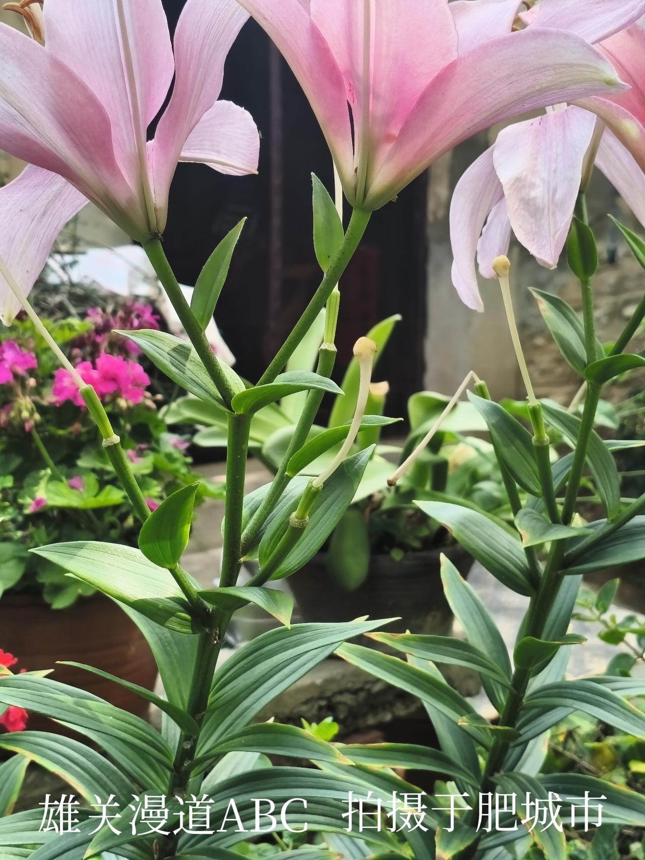 拍摄于肥城市潮泉镇！
二叔家庭院里的百合花！
头条首发