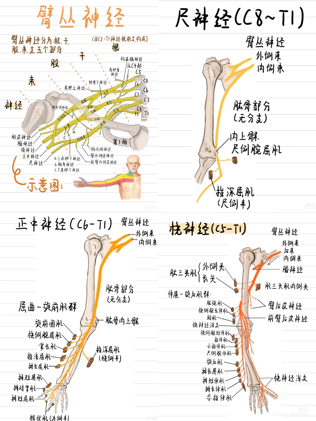 臂丛 尺桡 正中神经合集❗