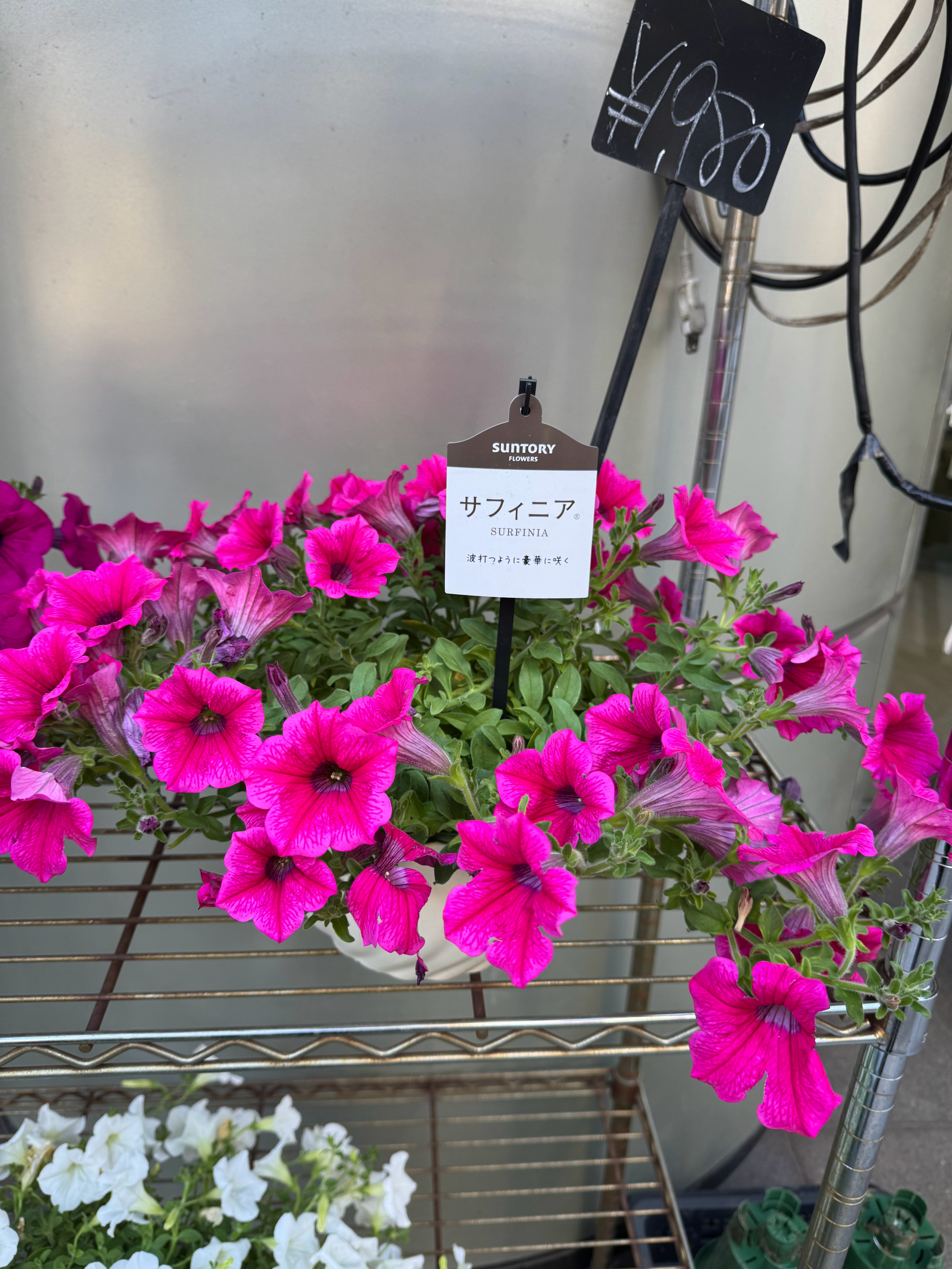 Surfinia（苏菲尼亚）日本培育的一种垂吊型碧冬茄（矮牵牛）品种 