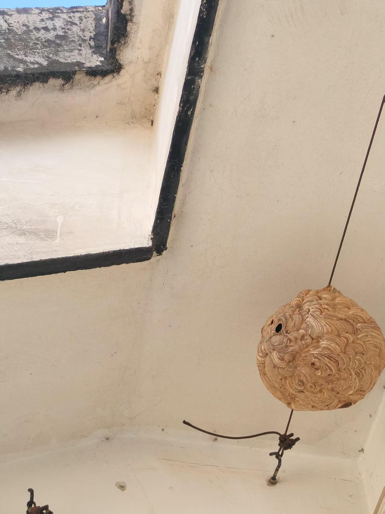 分享我这周有趣的事：不知什么时候，房檐下结了一窝胡蜂。天凉了，胡蜂们也飞走了……