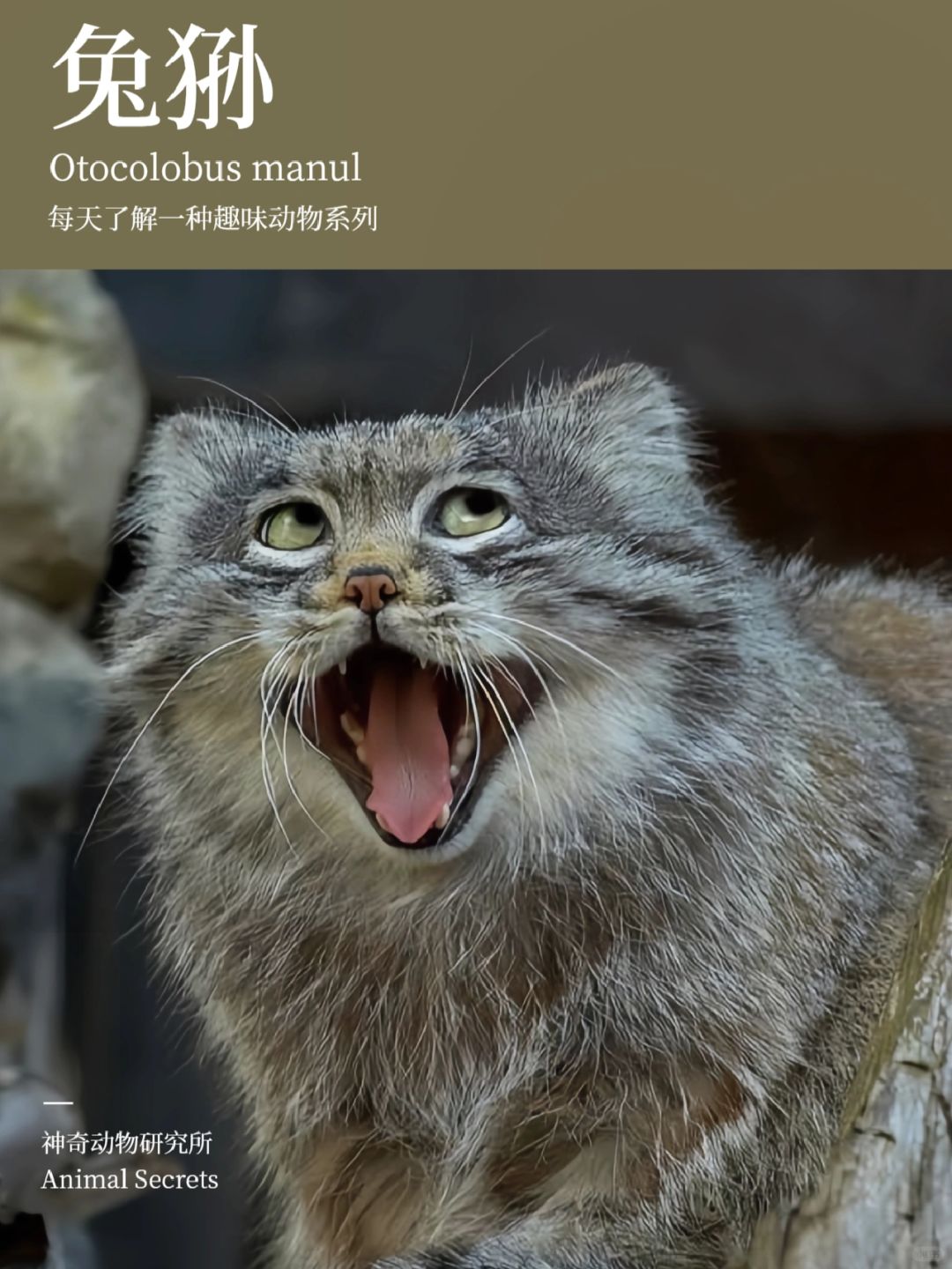 每天了解一种趣味动物👀兔狲（sūn