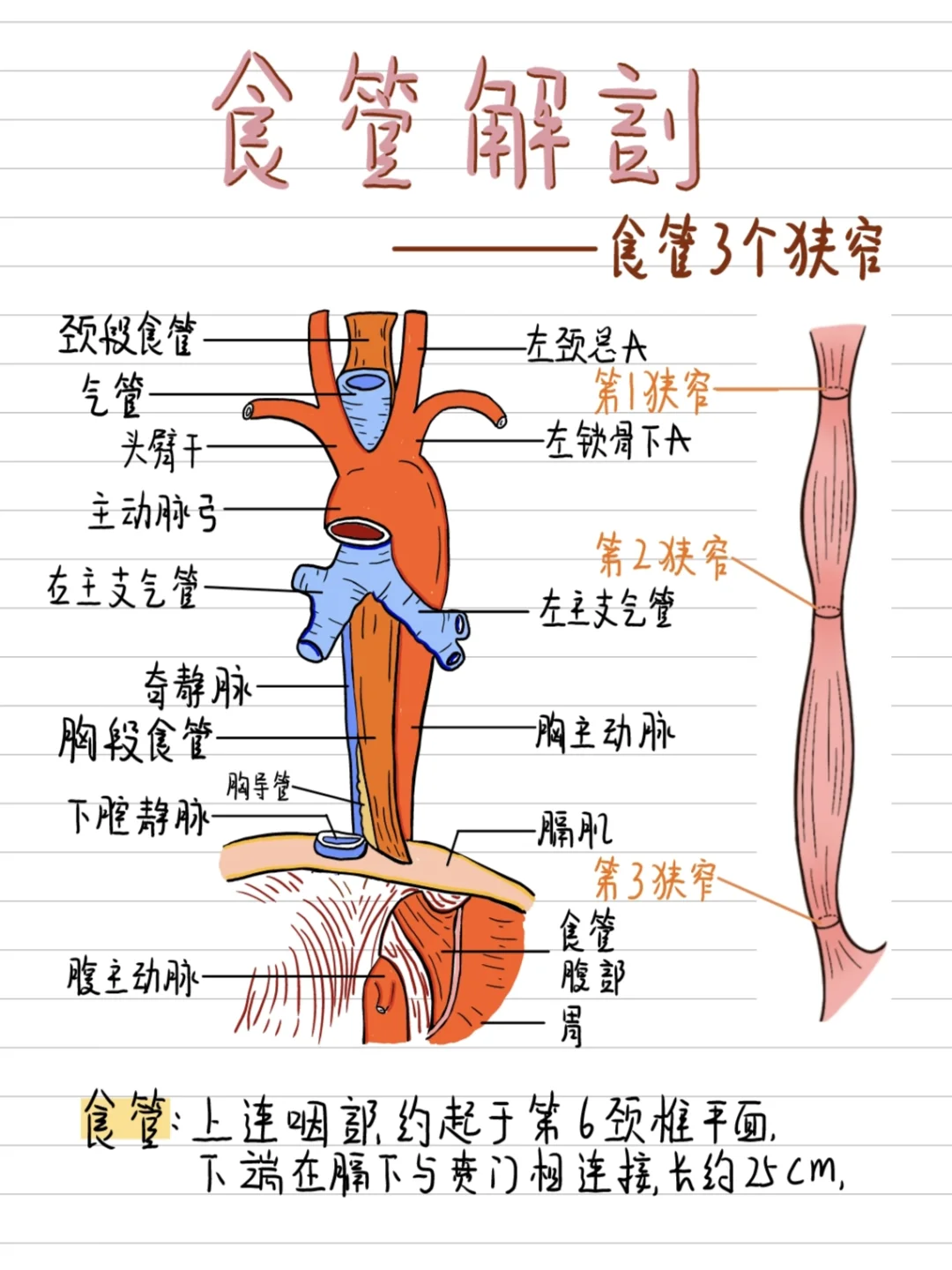 医学生绘画-食管的三个狭窄处