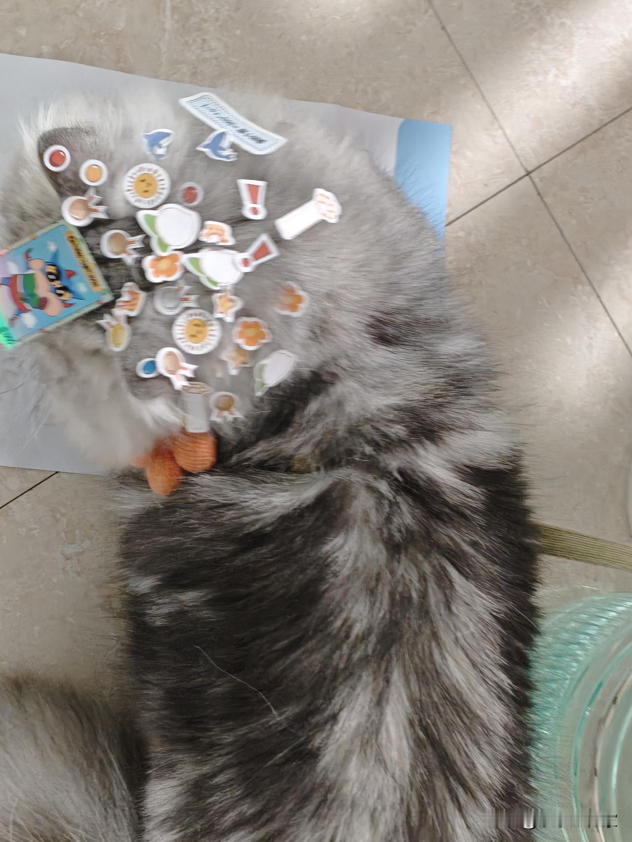 毛孩子偷偷跑出去玩了一圈，回来变成这了，哪个推销的把我家猫头当成免费流动广告牌了