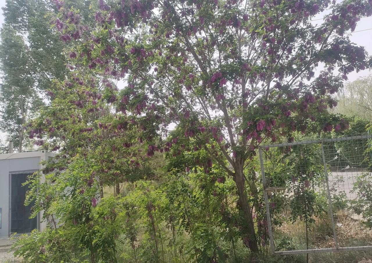 门前的槐花开了

门前的槐花开了
一夜间惊了世人，开吧
从根部攀升到了树顶
开成