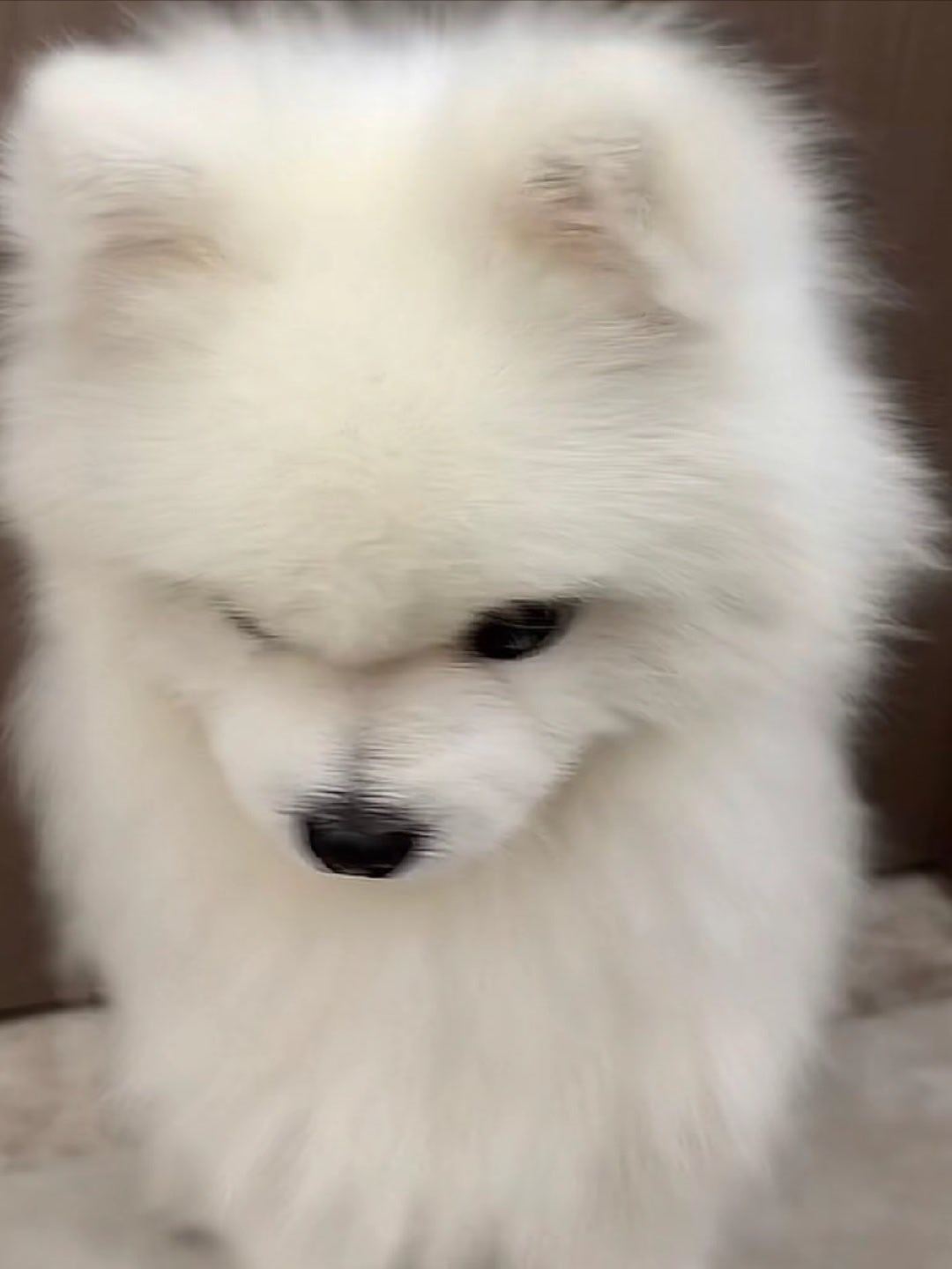 翻到去年今日还在喊我们少爷兜兜小兜呢 