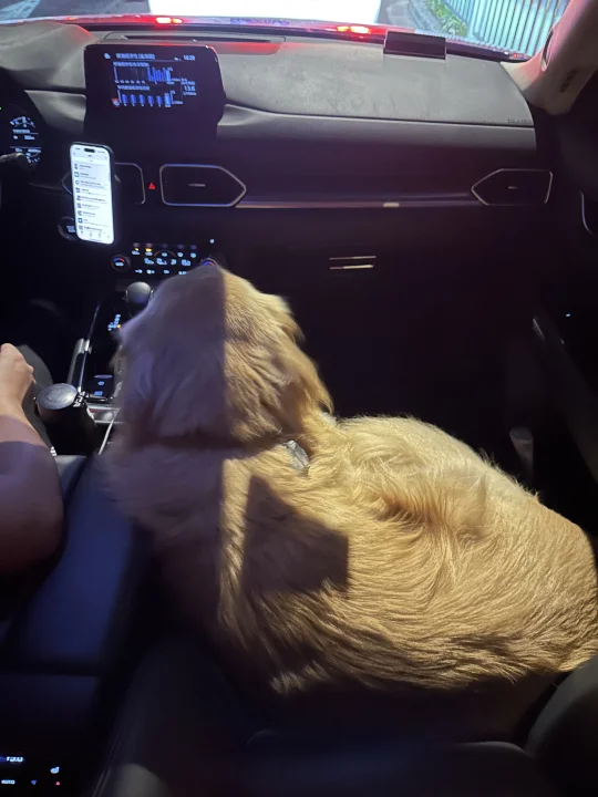 副驾驶被黄毛占了