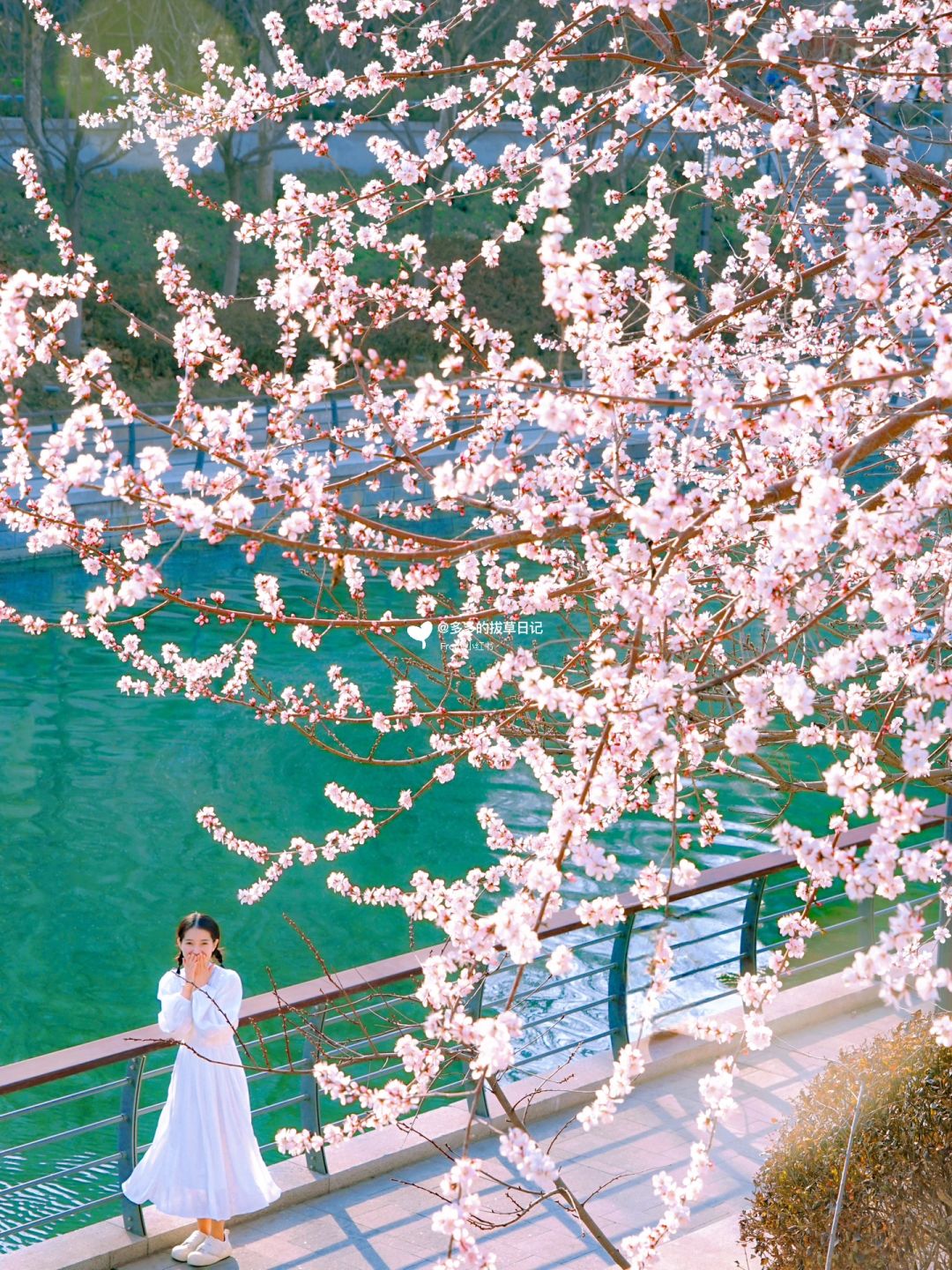 3.14实拍📷北京这里人少小众桃花🌸已盛开❗️