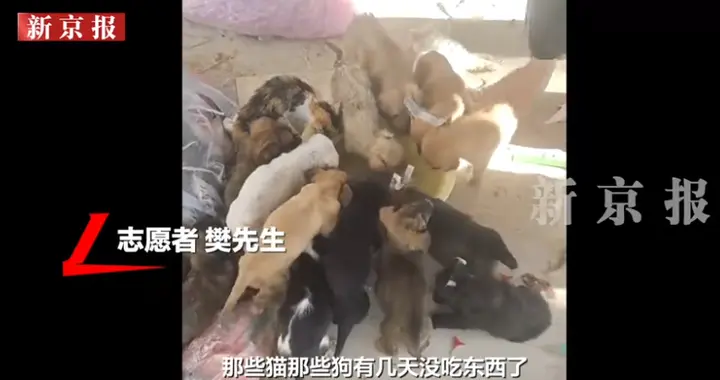 快递站旁大量幼犬幼猫被弃，生命岂能一扔了之 | 新京报快评