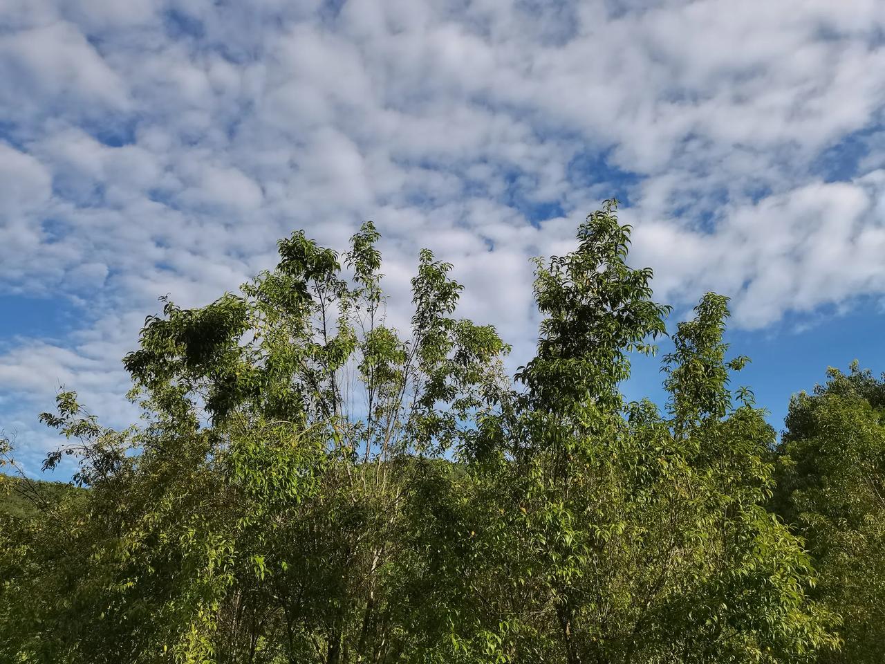 夏日生活打卡季夏日的早上，清风微拂，碧蓝的天空，葱茏的树木，湖边绿绿的人行步道，