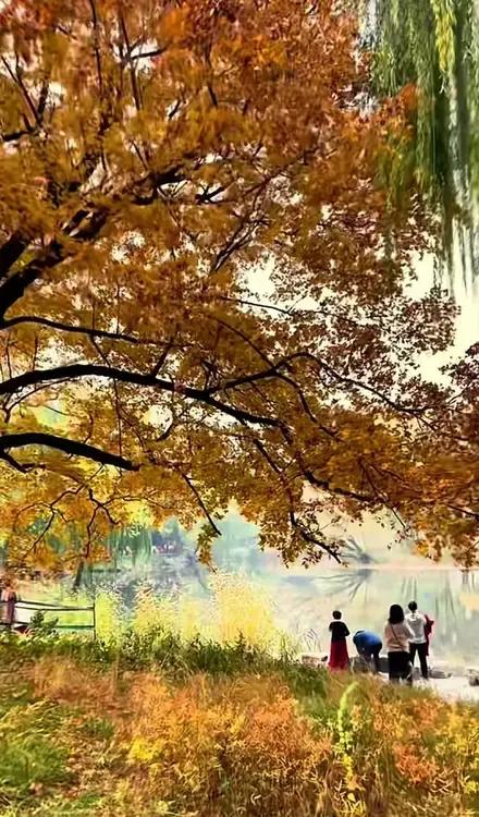秋日湖畔，暖阳下漫步，感受大自然的宁静与美好。🍂🍁🍂秋日美景共享 浅秋的公