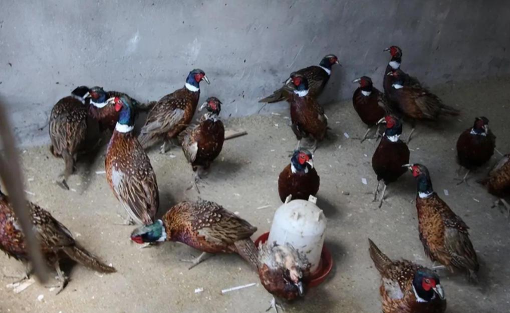 东北野鸡泛滥成灾，为何很少有人吃？当地农民直言：“别说吃了，我们甚至都不敢招惹它