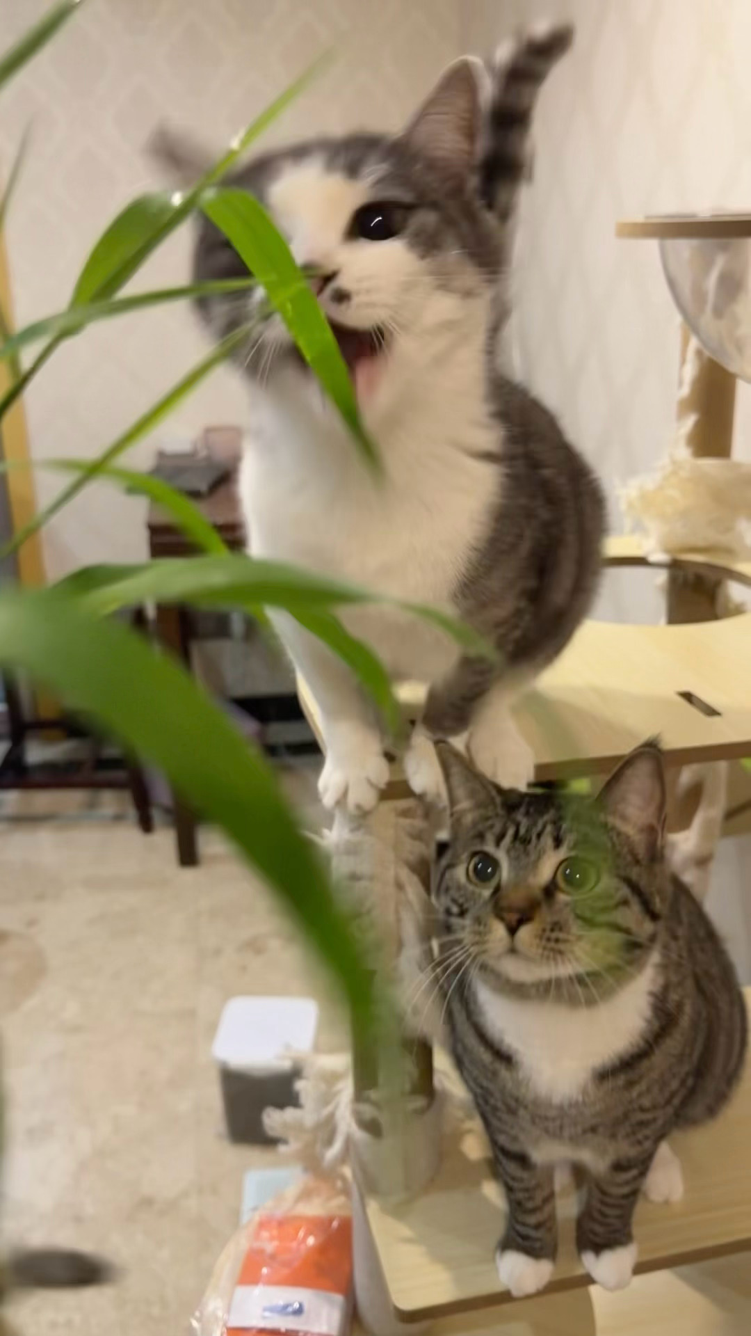 2只萌娃 