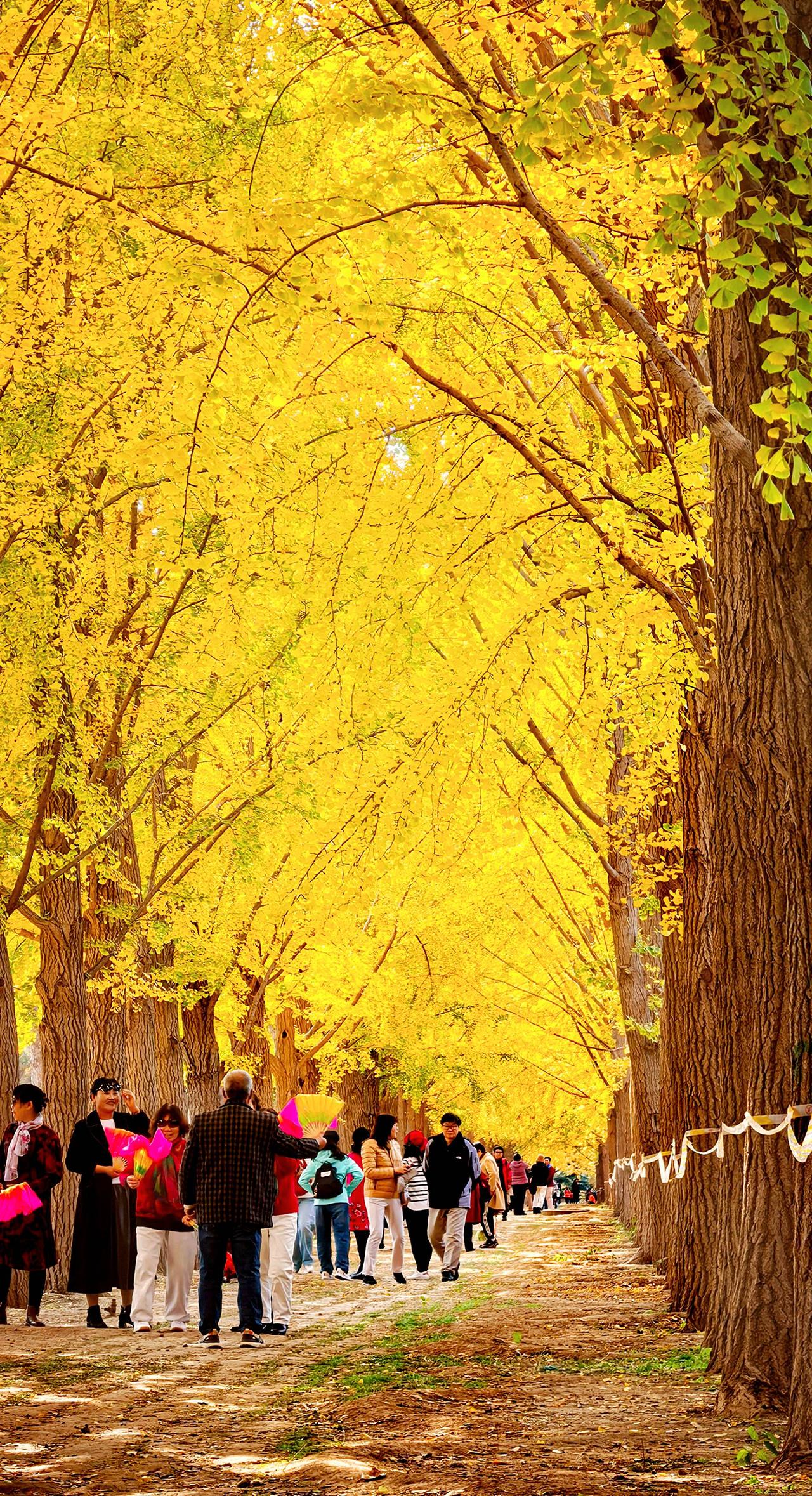 今年北京特别黄，黄的灿烂，黄的金光闪闪……银杏树