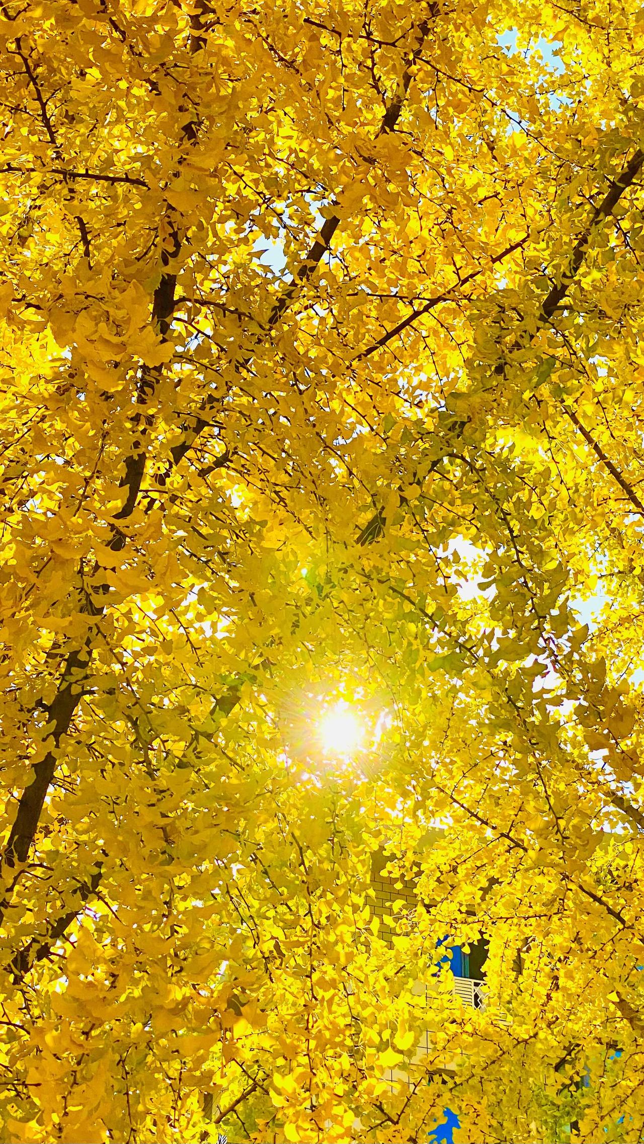 满眼金黄秋已晚！