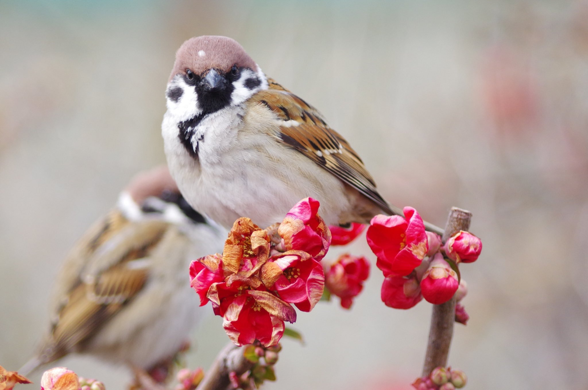 麻雀 🌸🌸🌸🌸🌸🌸更多的麻球与花花【推：aerial2009】 