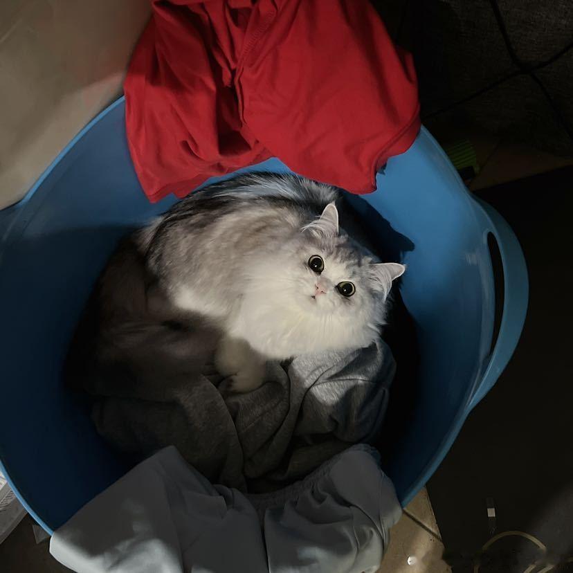不丢我们小丢藏在妈妈的脏衣篓里😺 