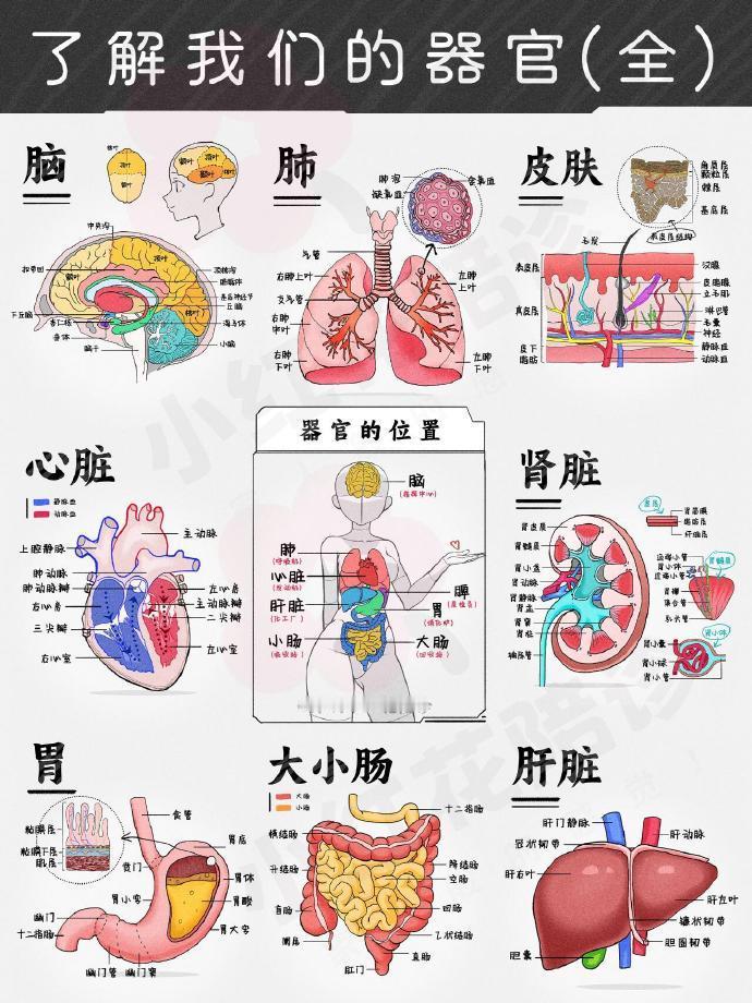 了解我们的器官，这组图直观好懂  