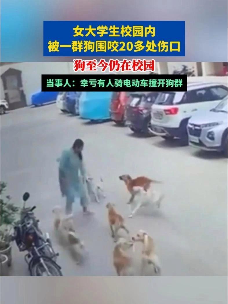 校园突发！流浪狗群围攻女生，伤口多达20处，男生一个举动逆转局面



太揪心了
