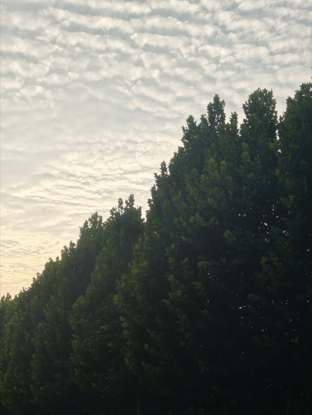 🌲 