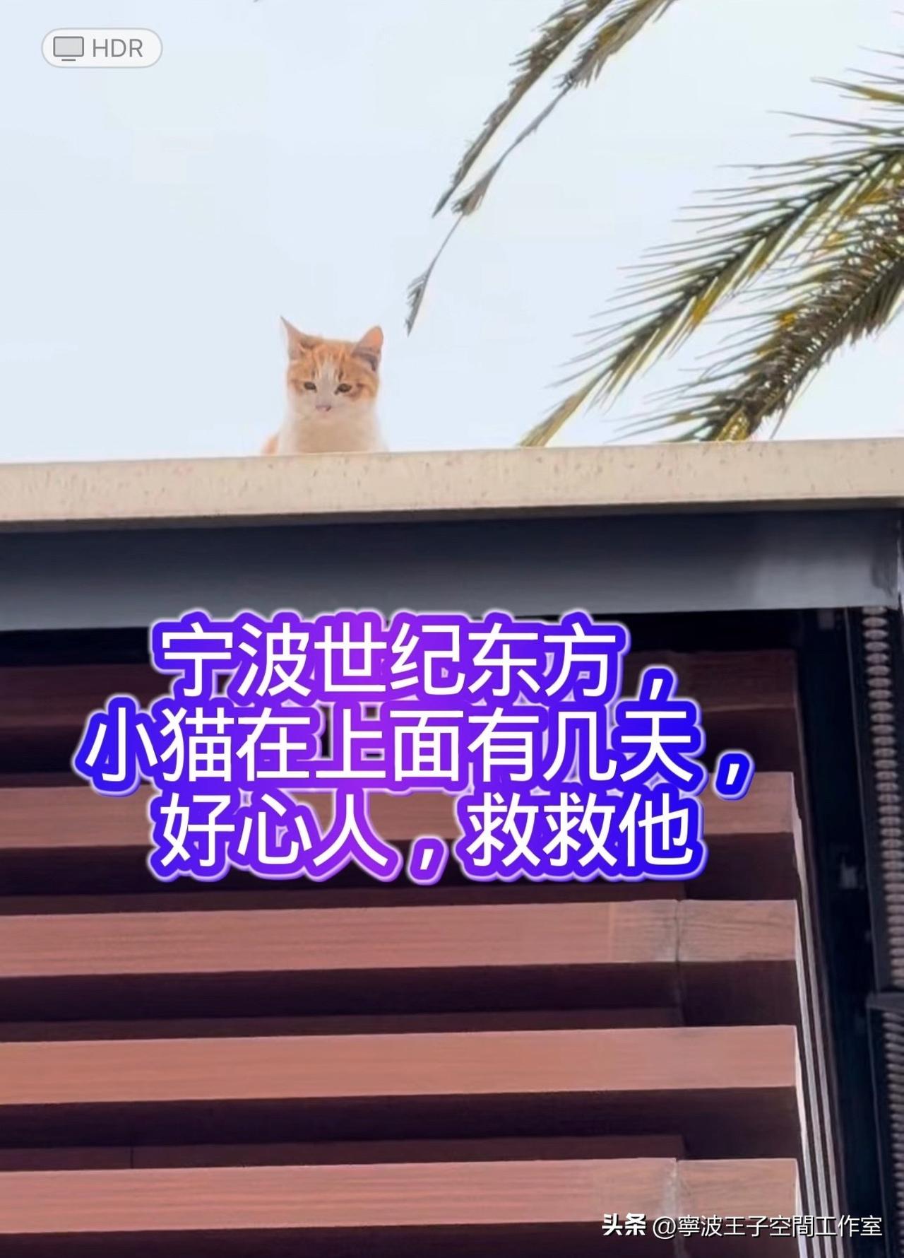 宁波世纪东方，小流浪猫，好心人救救他吧

世纪东方，草坪里好几个流浪猫，有喂，我