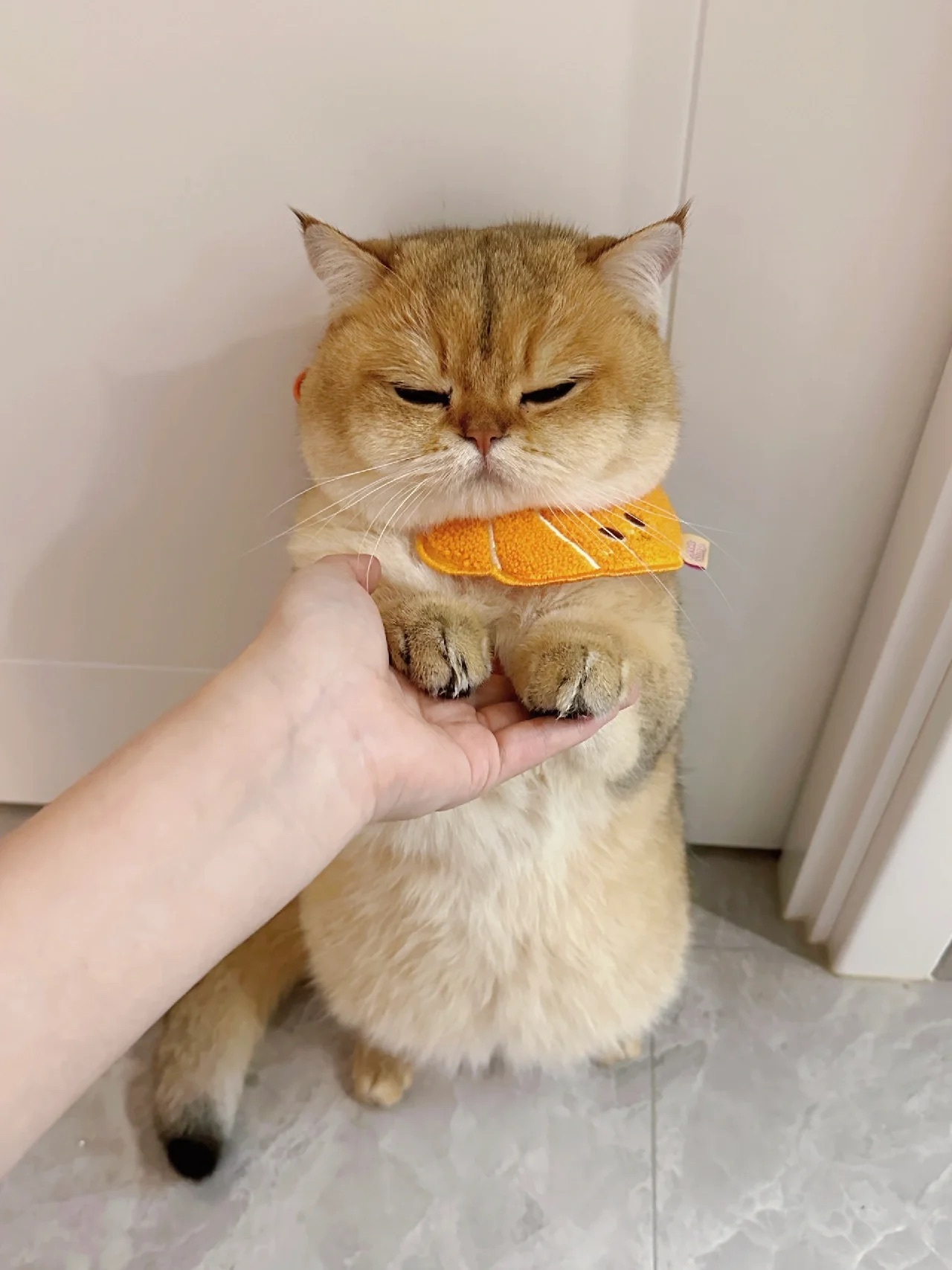 有些小猫尊嘟很会装可怜[doge]#怎么连猫猫都骗啊# ​​​