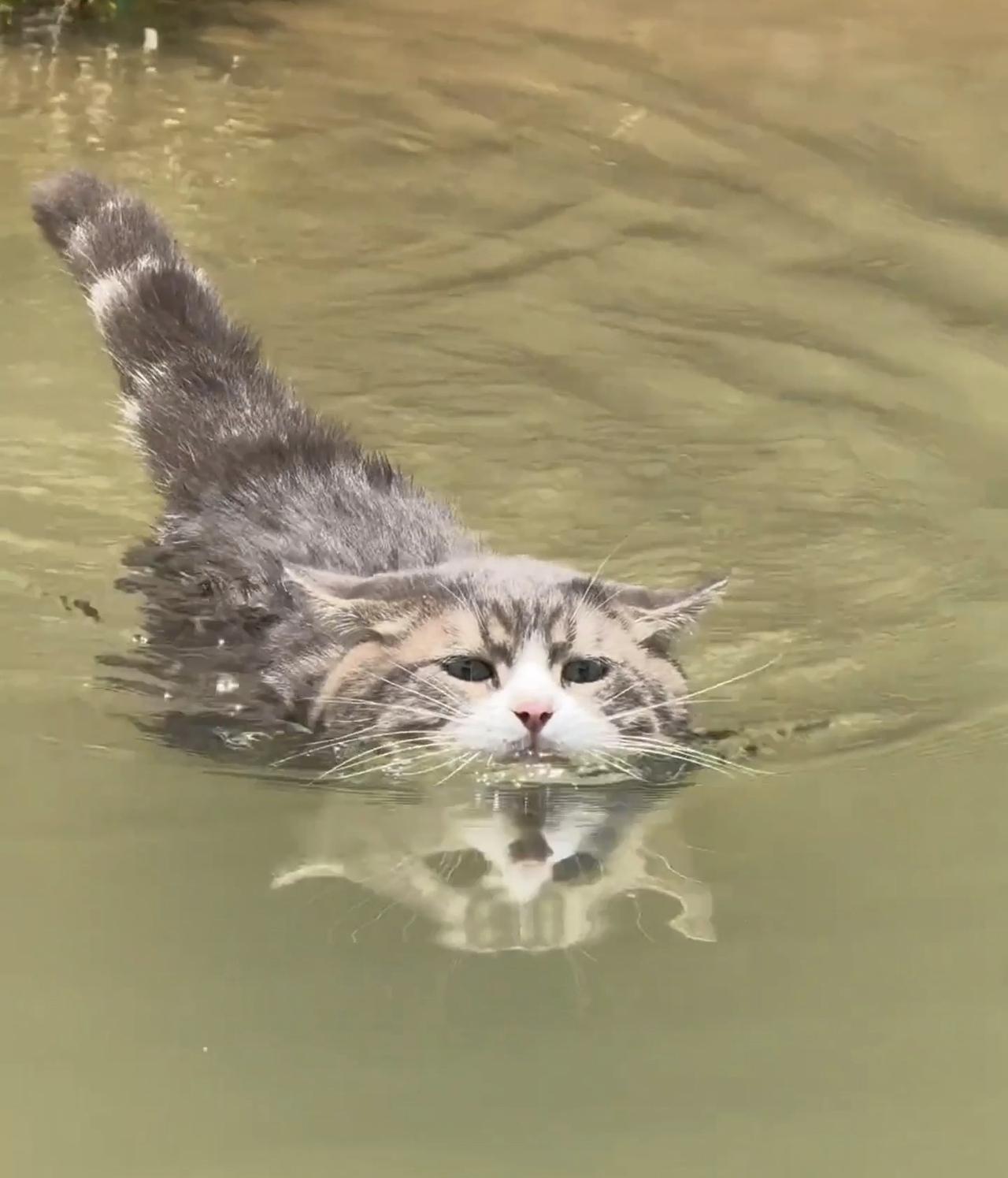 “太出乎意料了”近日江苏一男子在河对岸喊自己养的猫咪回家吃饭，猫咪直接下水游了过