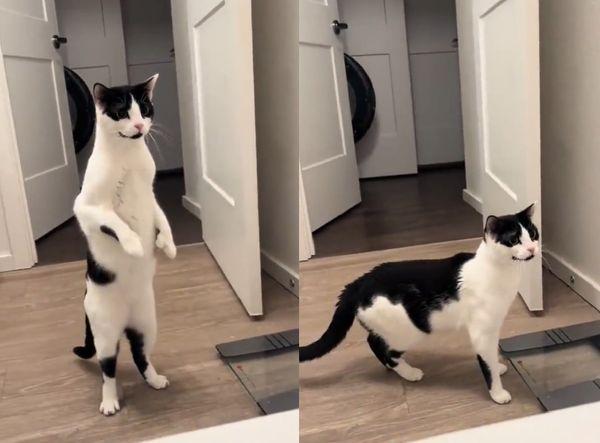 吓死猫猫了！国外一名饲主在浴缸泡澡，水龙头传出的哗啦声，吸引奔驰爱猫前来查看。有
