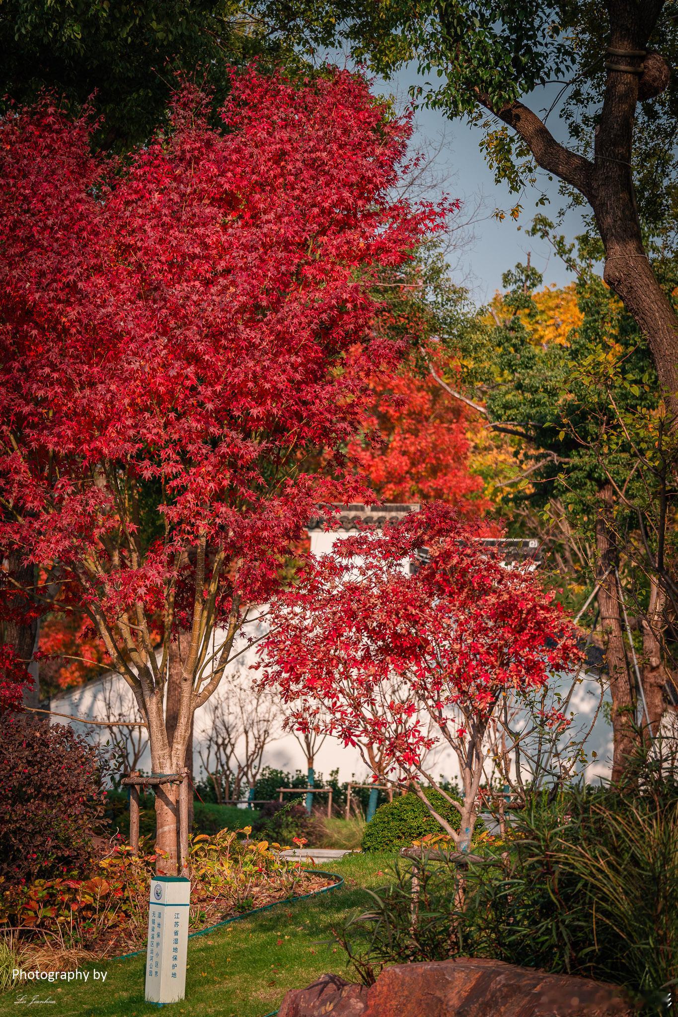 无锡运河艺术公园，公园里的枫叶在寒冷的冬天依然呈现出鲜艳的红色，给人一种温暖的感