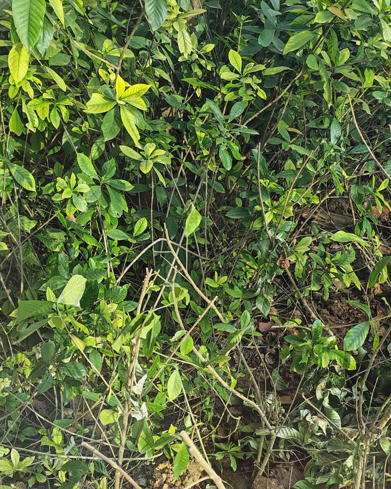 新老总上任，给领导配司机成了办公室里一门微妙的学问。原司机随旧主而去，空缺的岗位