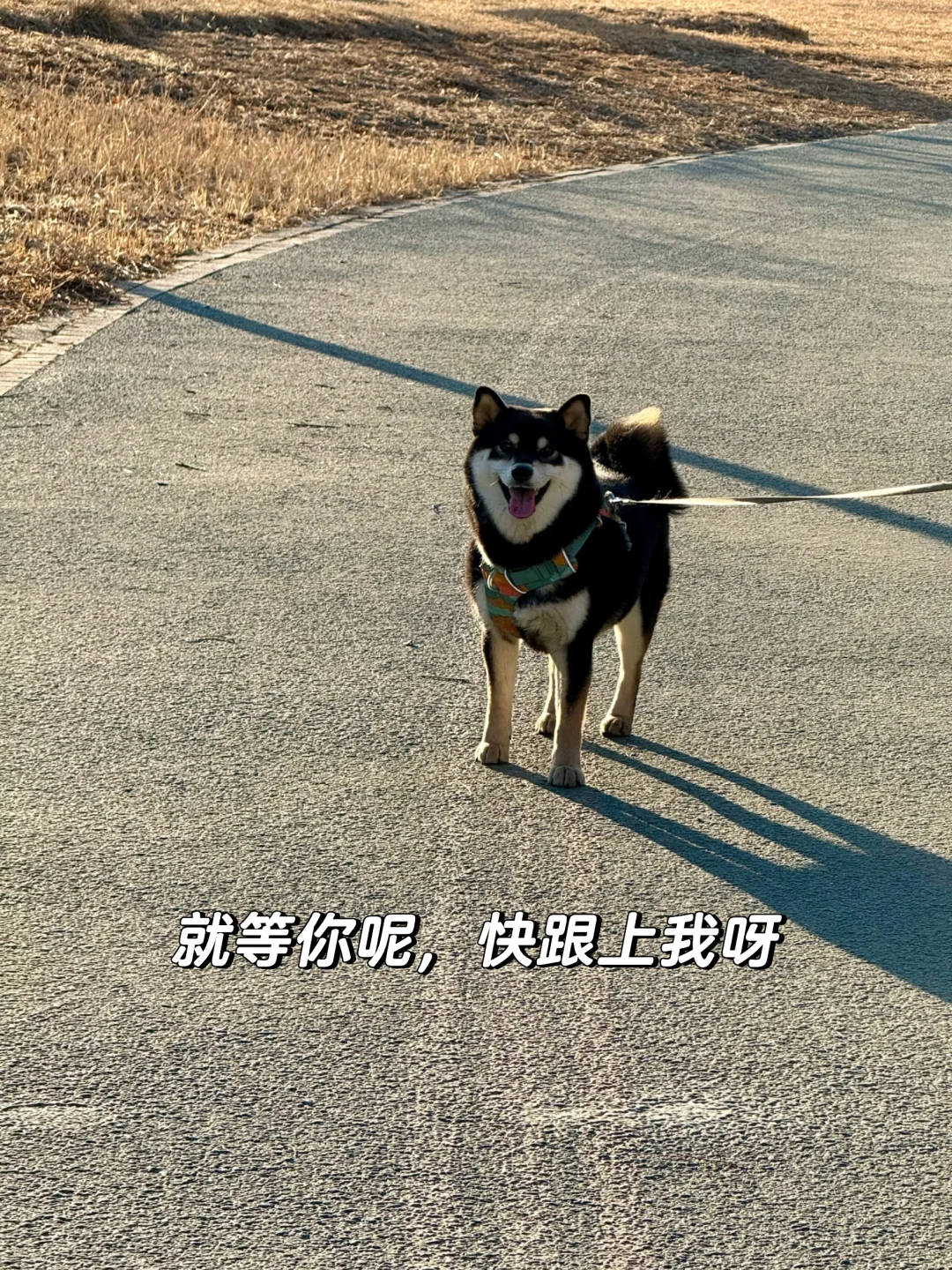 小狗的的爱啊最治愈