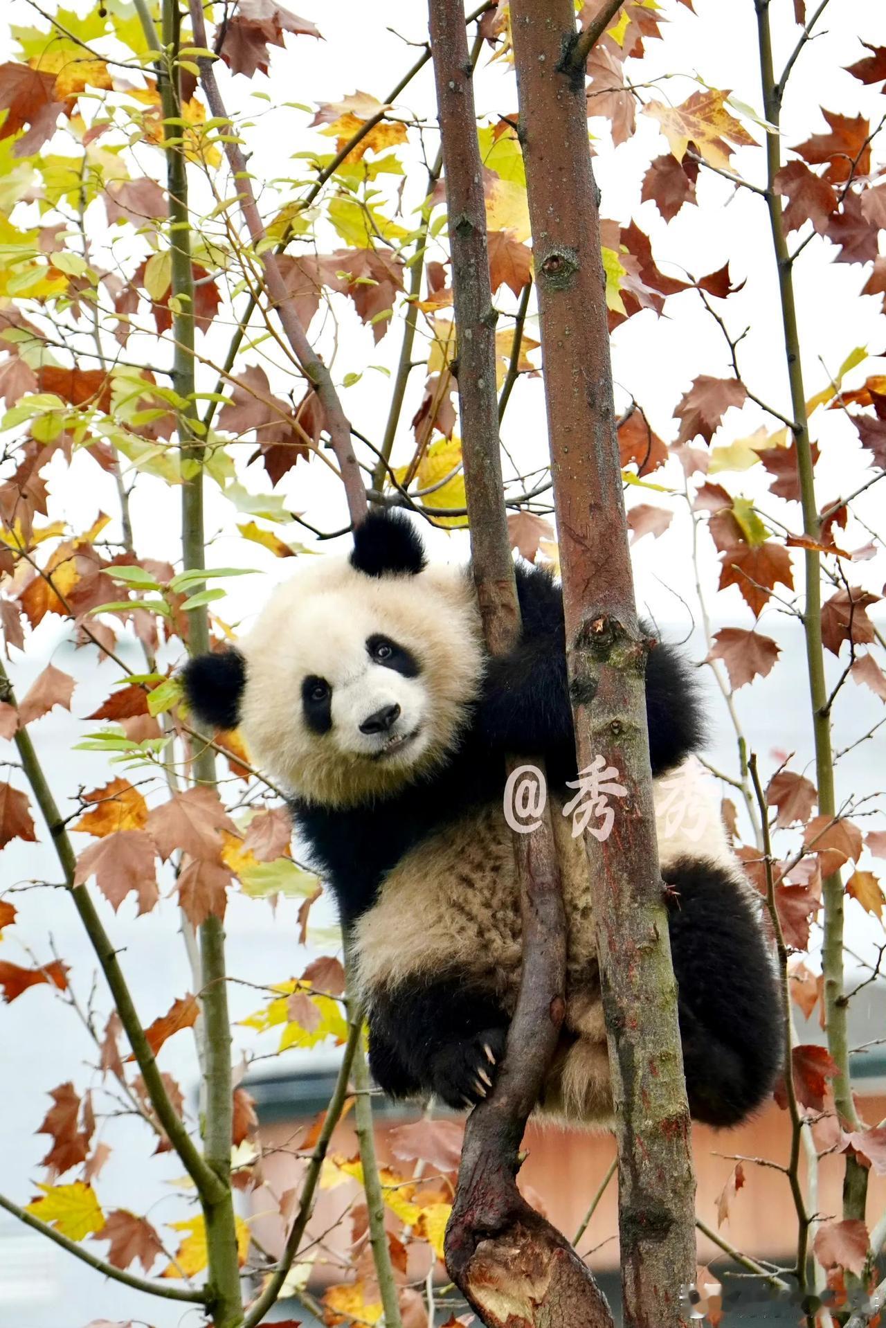 秋天的小熊猫，风景很好看，也很出片。

挺喜欢有自己院子能够自己爬树的小熊猫，不