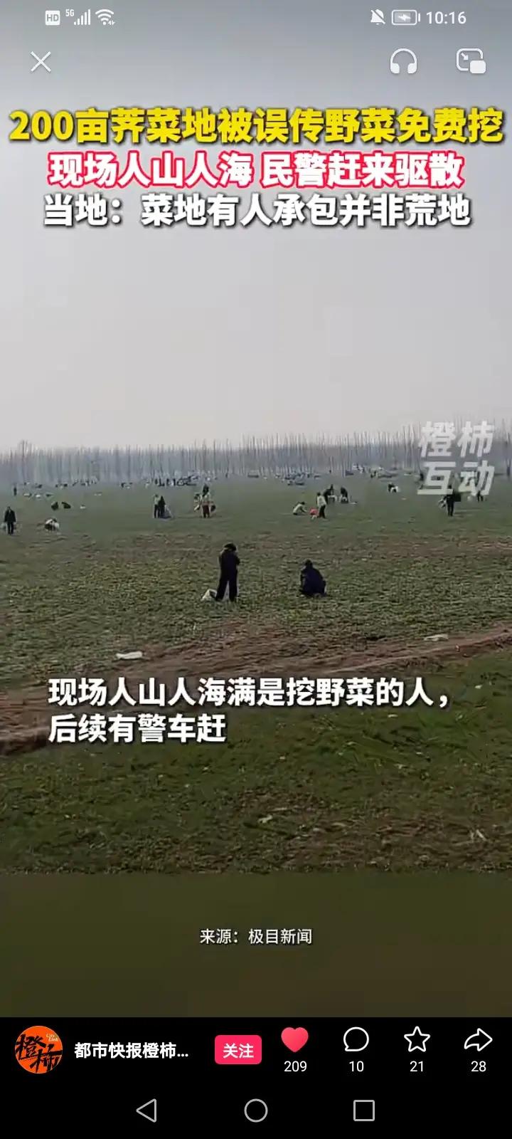 荠菜绿得晃眼，没人管？承包户蹲在地头抽烟。

那天我路过内黄县马上乡，看见路上全