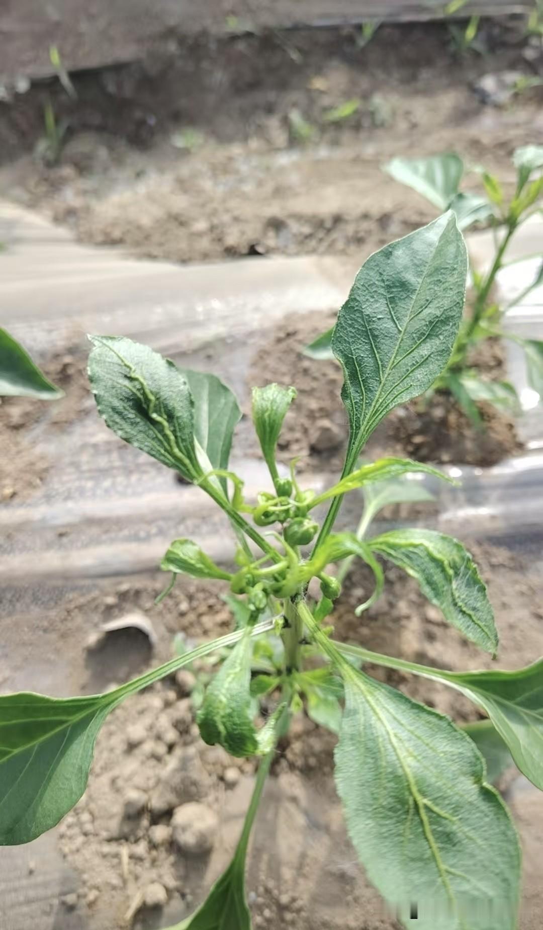 辣椒如何打顶和剪枝?辣椒整枝打顶是调整养分分配、改善田间通风透光、减少落花落果、