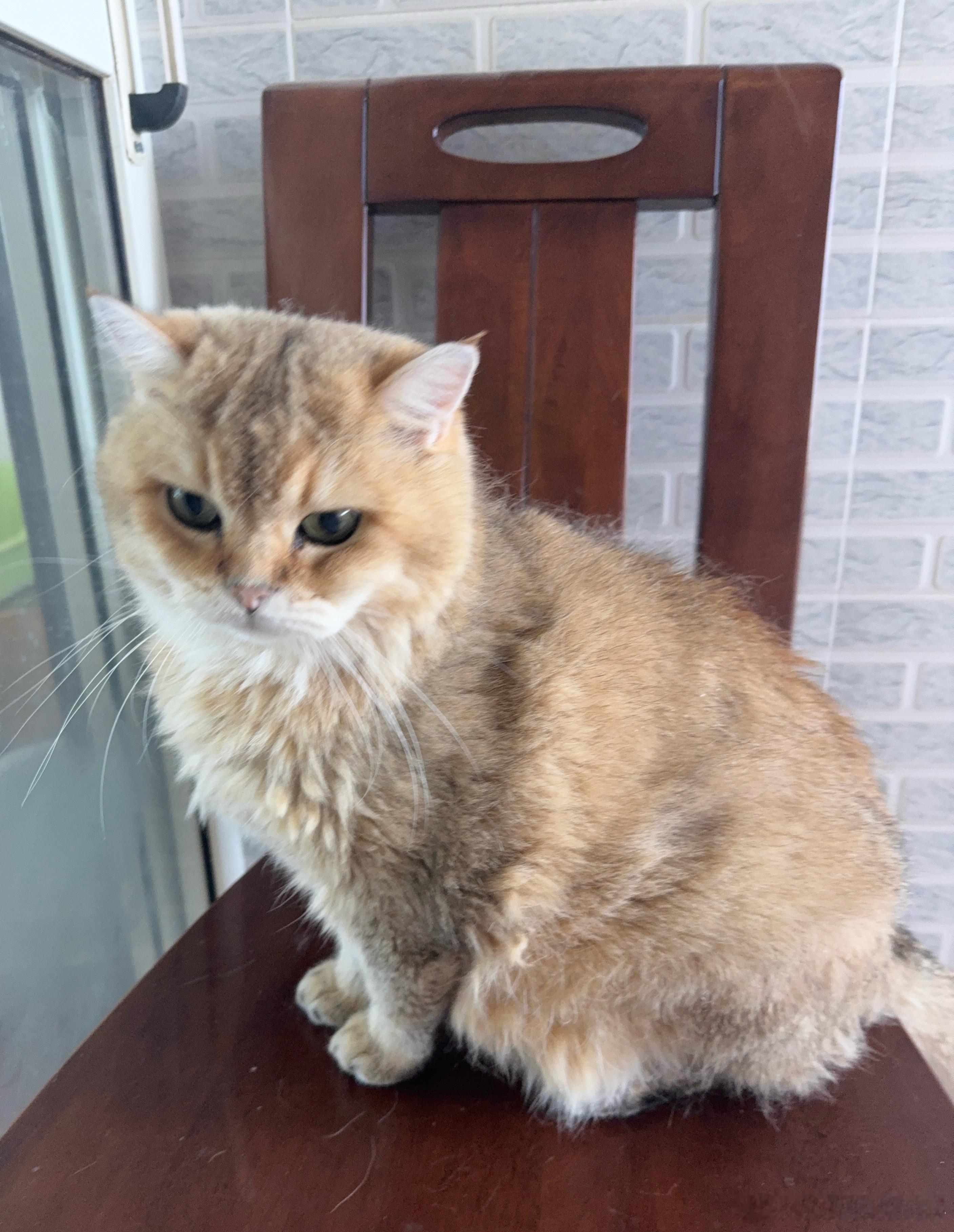 新猫！萌宠猫咪 ​​​
