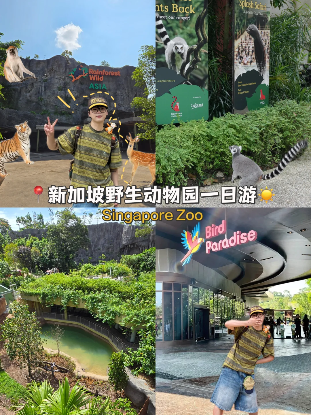 太好玩‼️新加坡🦒野生动物园1⃣️日攻略！