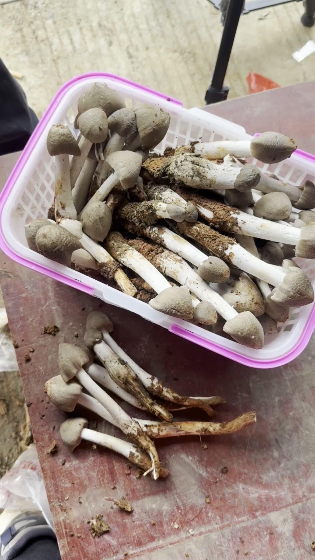 哇塞，这个夏至菌简直靓到没话说！我真的难得一见这样品质的，看着就新鲜诱人。这野生