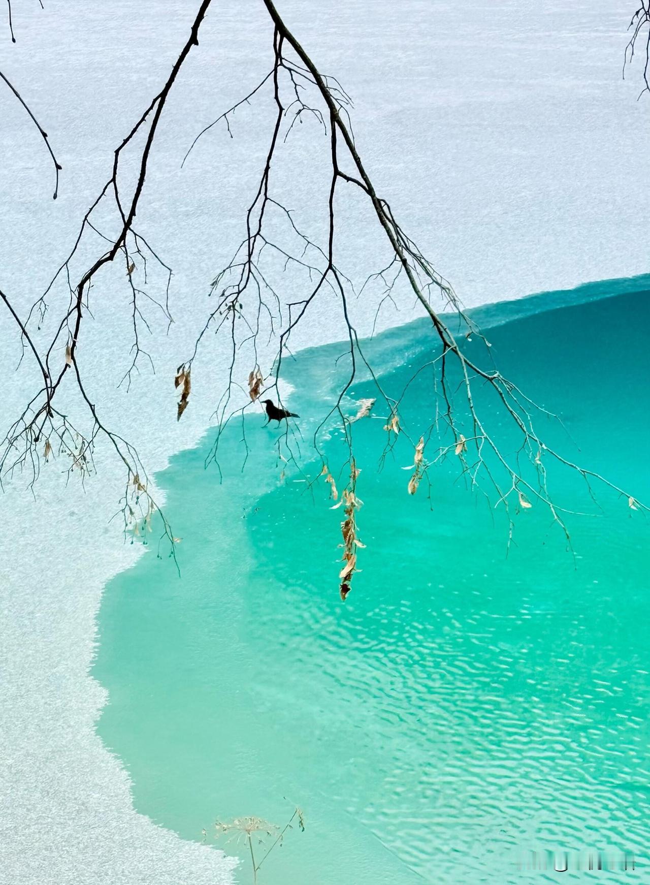 雪中的九寨沟熊猫海直接美到失语
再次来九寨沟，
还是被这场雪惊艳到骨子里！
湖水