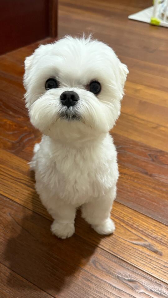 方头崽怎么那么拽啊