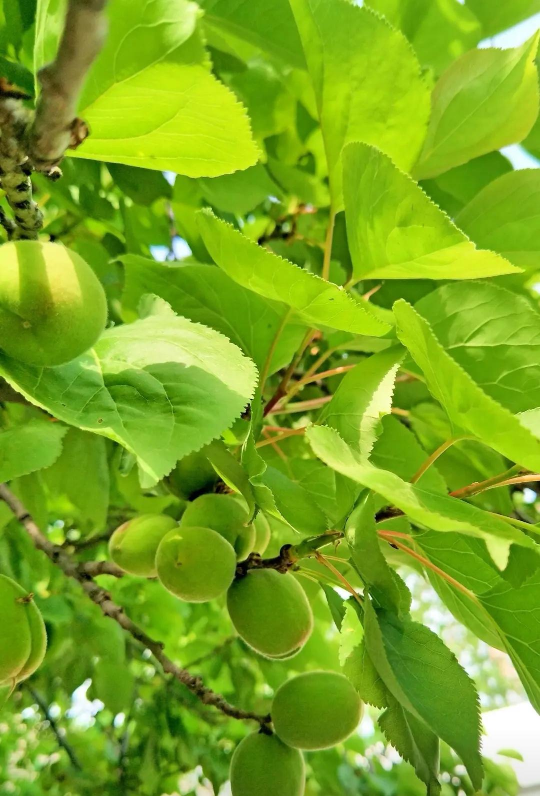 上联，？？？

下联，春晚枝头青杏小，酸