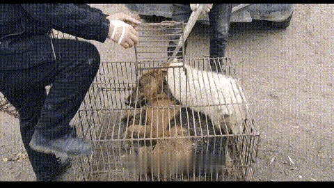 再名贵的狗，再被主人宠爱的狗，一旦落入到狗贩子的手中，狗的命运可就悲惨了，不管是