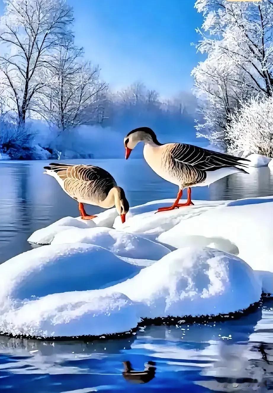 冬日仙境，两只鸭子在戏水，雪景如画。