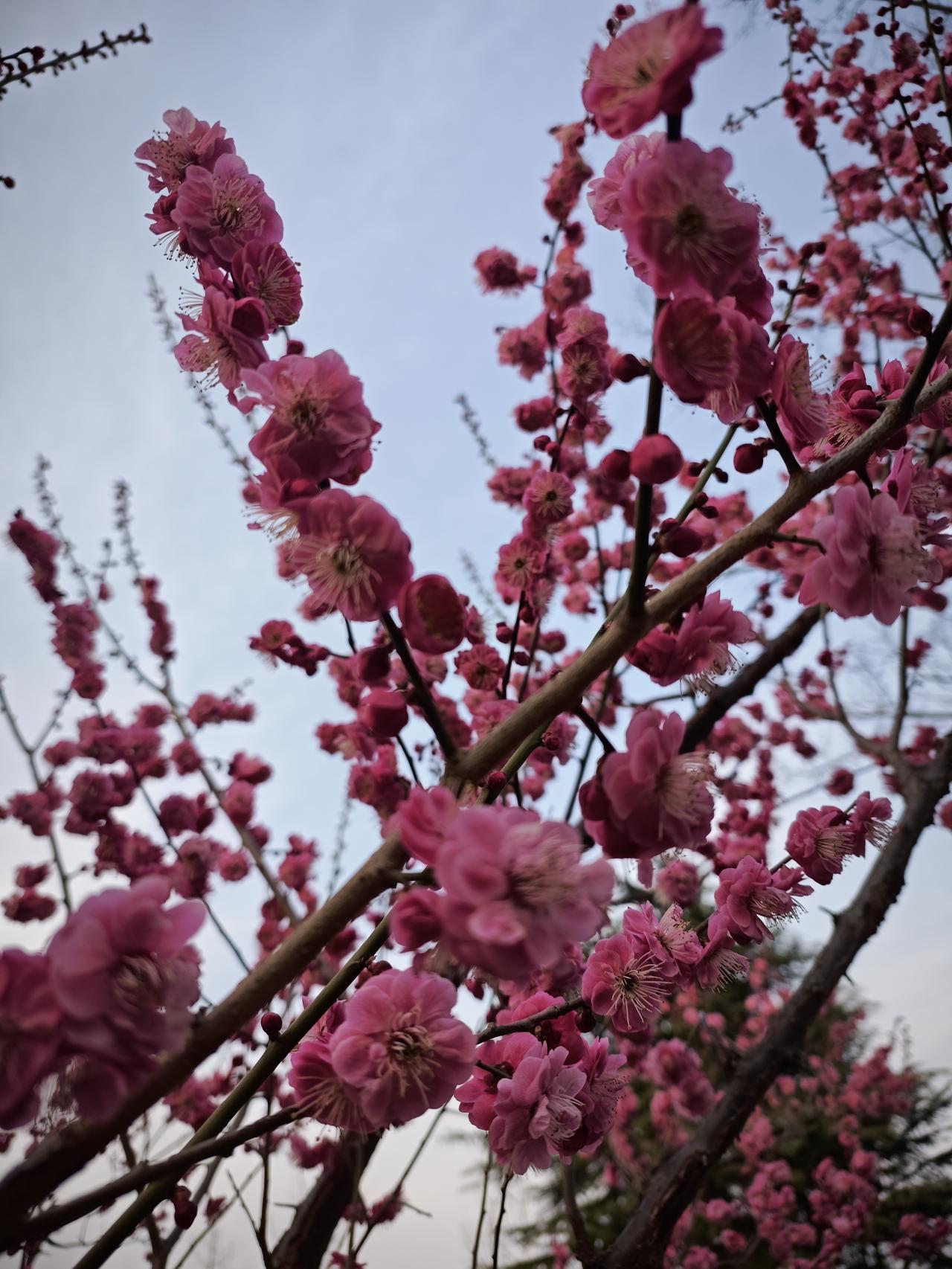 等孩子放学的空到周边走了走，发现有个公园桃花竟然开了，娇艳热烈，你们城市的桃花开