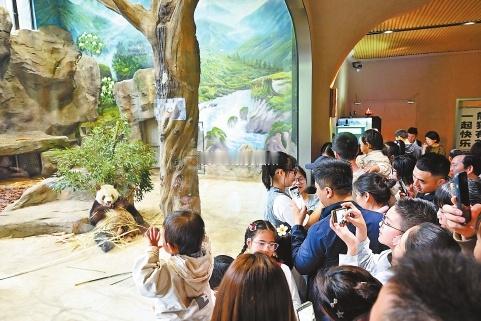 福州熊猫世界假期人气爆棚“五一”假期，位于大梦山的福州熊猫世界人潮涌动，为游客带