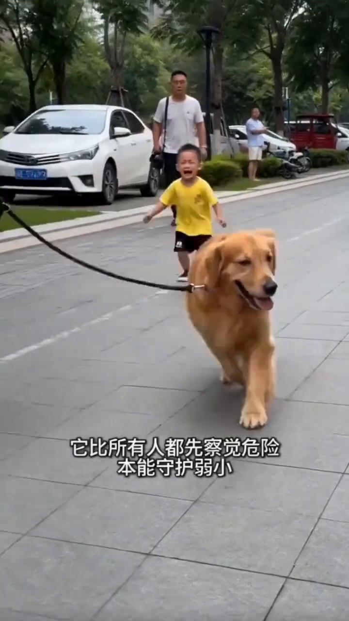 本来以为是普通遛狗，结果看哭了。
它比所有人都先察觉危险，本能守护弱小，善良是金