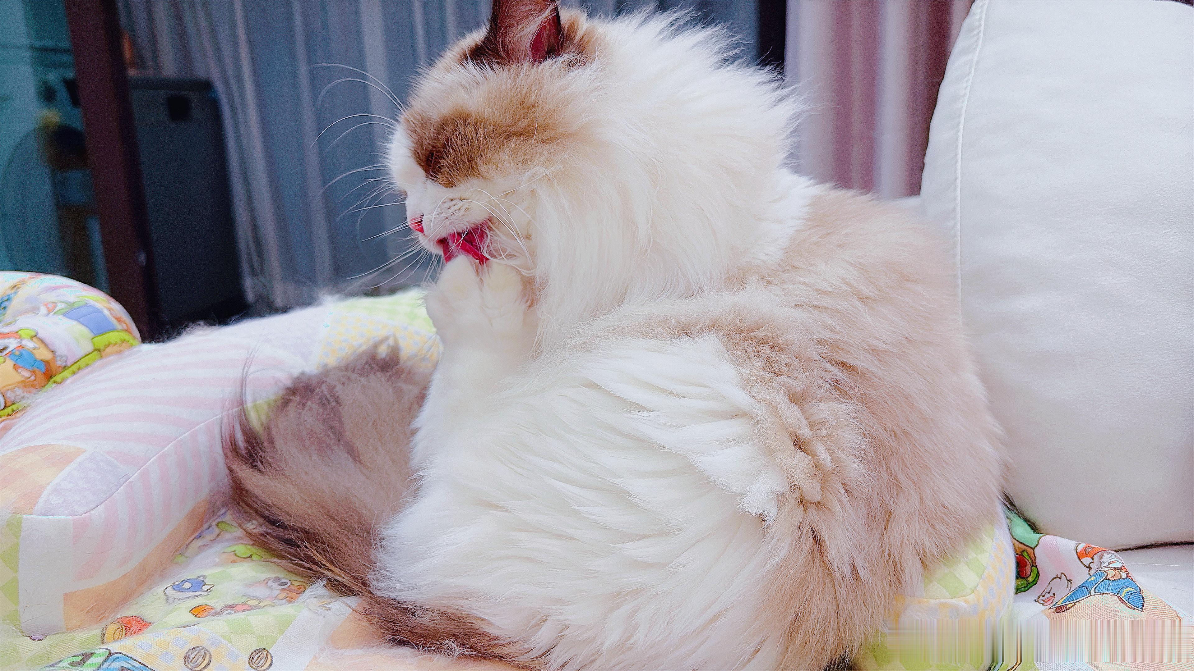 这么可爱多吃点怎么了 ​​​
