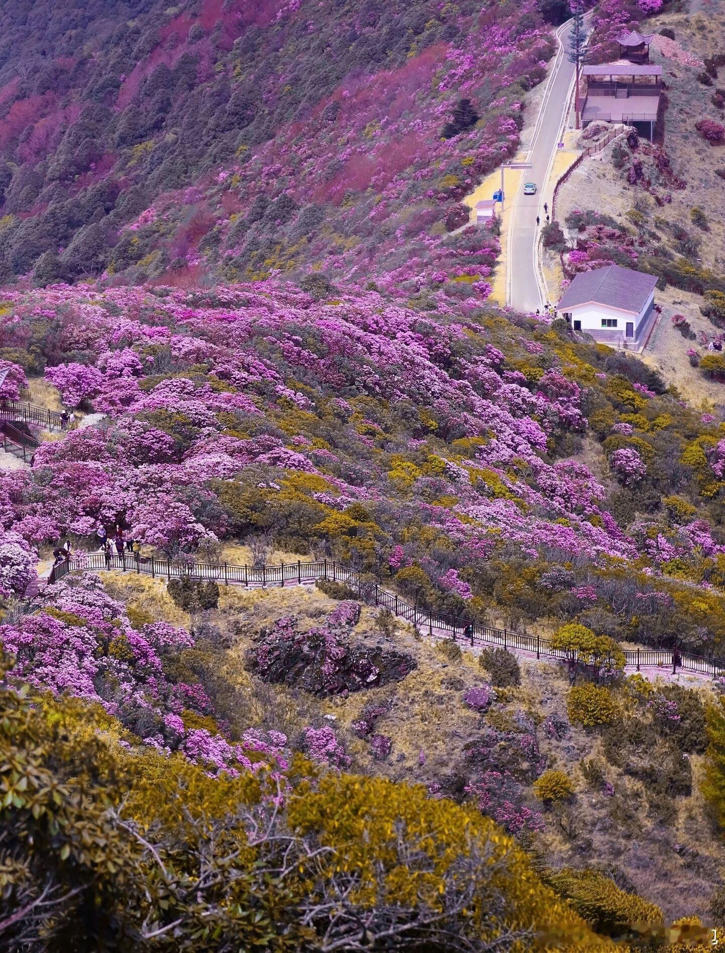 终于等到！四川会理龙肘山，万亩高山杜鹃全开了🌺1.1万亩原始杜鹃林漫山遍野，5