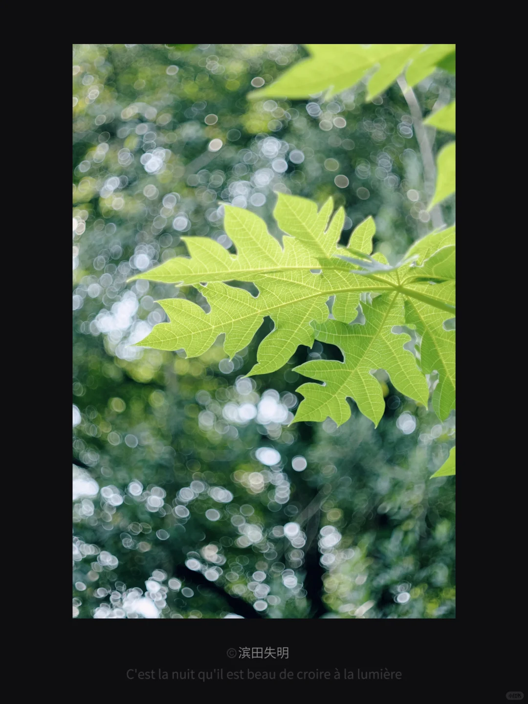 FujiFilm｜又到了花开的季节