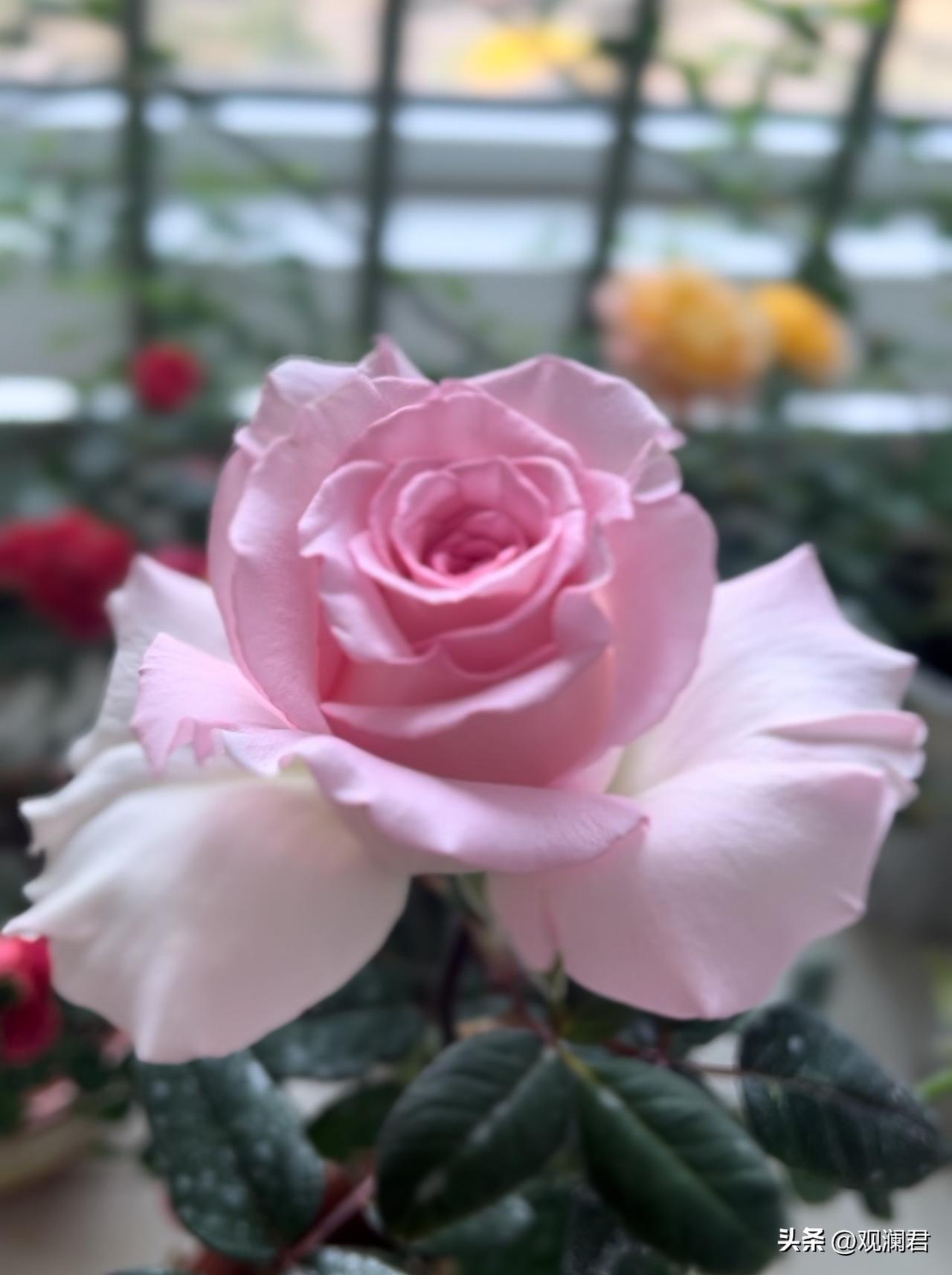 我今年养了十几个品种的月季，洛神是我心中的花神。