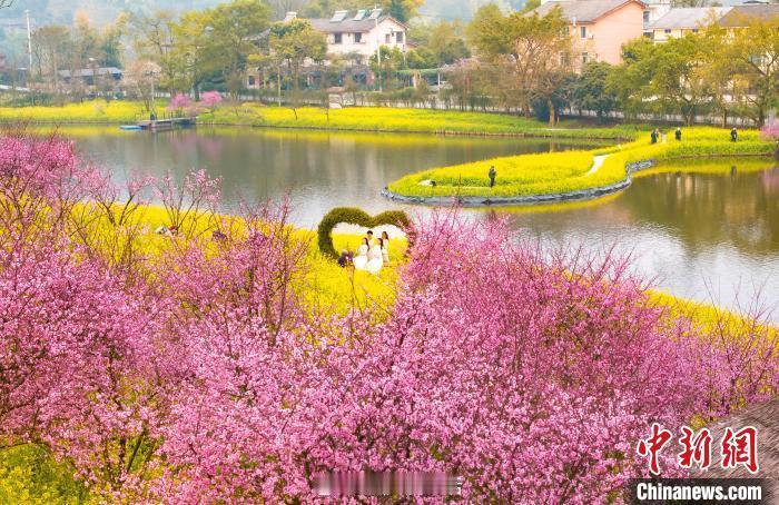 #重庆巴南春意盎然如诗如画#近日，位于重庆市巴南区二圣镇的云林天乡景区化身为一片