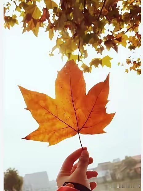 深秋

天气越来越凉了
湖里的荷叶
微微的由绿变黄
那漂亮的莲蓬
也失去了青春的